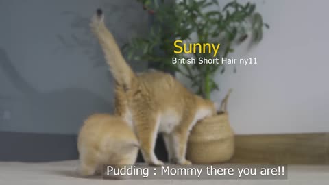 Tiny Kitten Pudding is crying to find mother cat(720P_HD)