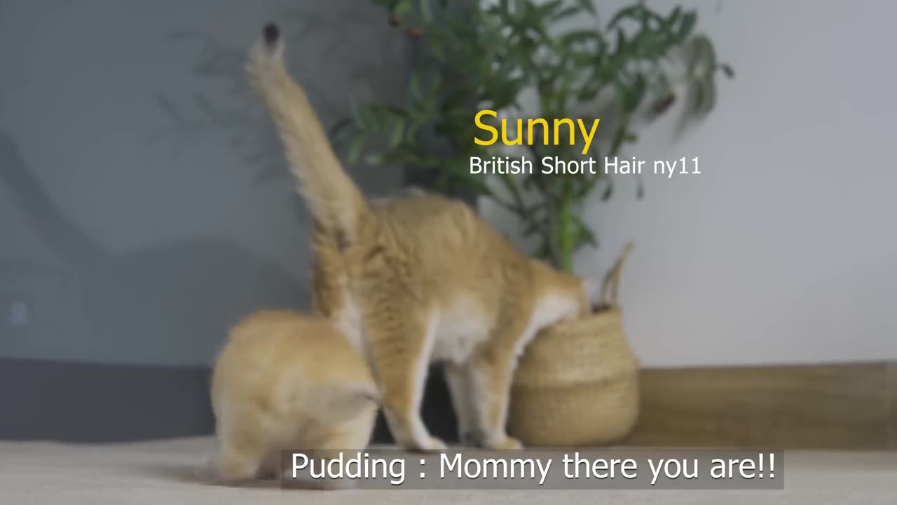 Tiny Kitten Pudding is crying to find mother cat(720P_HD)