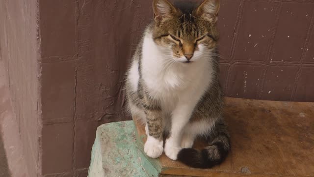Beautiful and cute cats