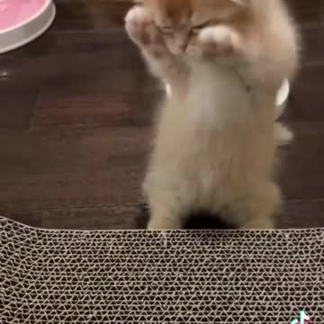 Cutie cat || cat lover