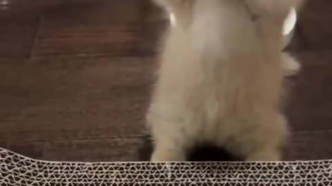 Cutie cat || cat lover