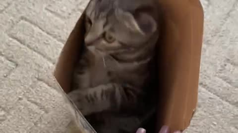 Cats are liquid?
