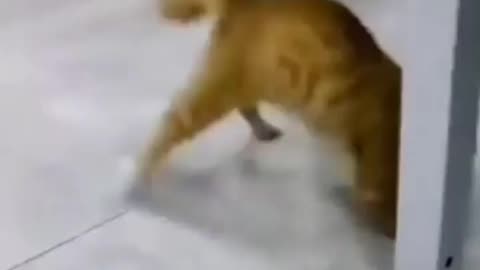 Cats 🦴copy 😄funny😆 moments 😂video 🤣