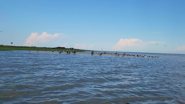 Kayaking to Bird Island