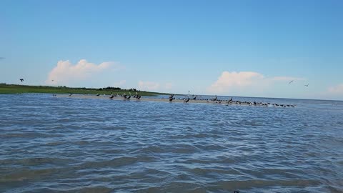 Kayaking to Bird Island