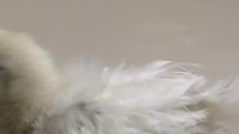 chuchu part 2 #short story of pet silkie chick