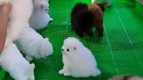 #Funniest Animals Real 😹 - Best Of The 2020 #Funny Animals Videos - Try Not To Laugh #comedy #shorts