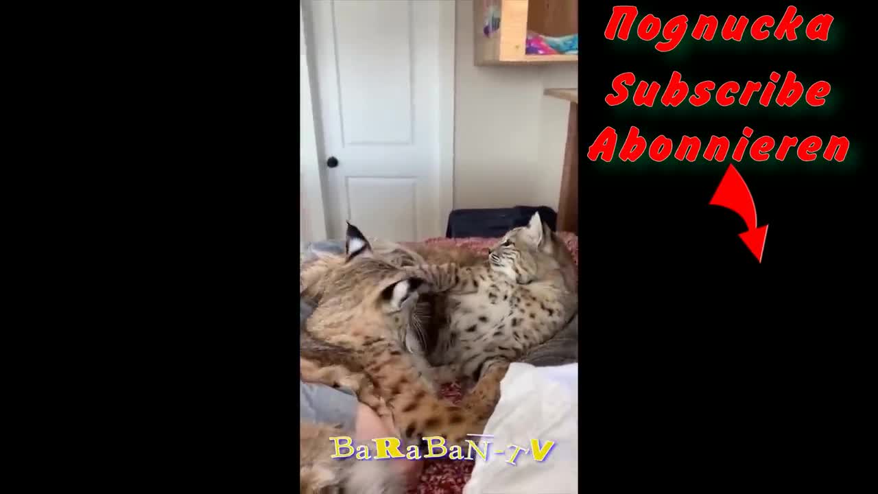 Rules are not for the cats