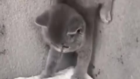 Cute cat baby 😂funny video/ Try not to laugh 😆