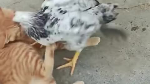 LOL, Funny Ginger cat VS Chicken funny shots 😺🐔