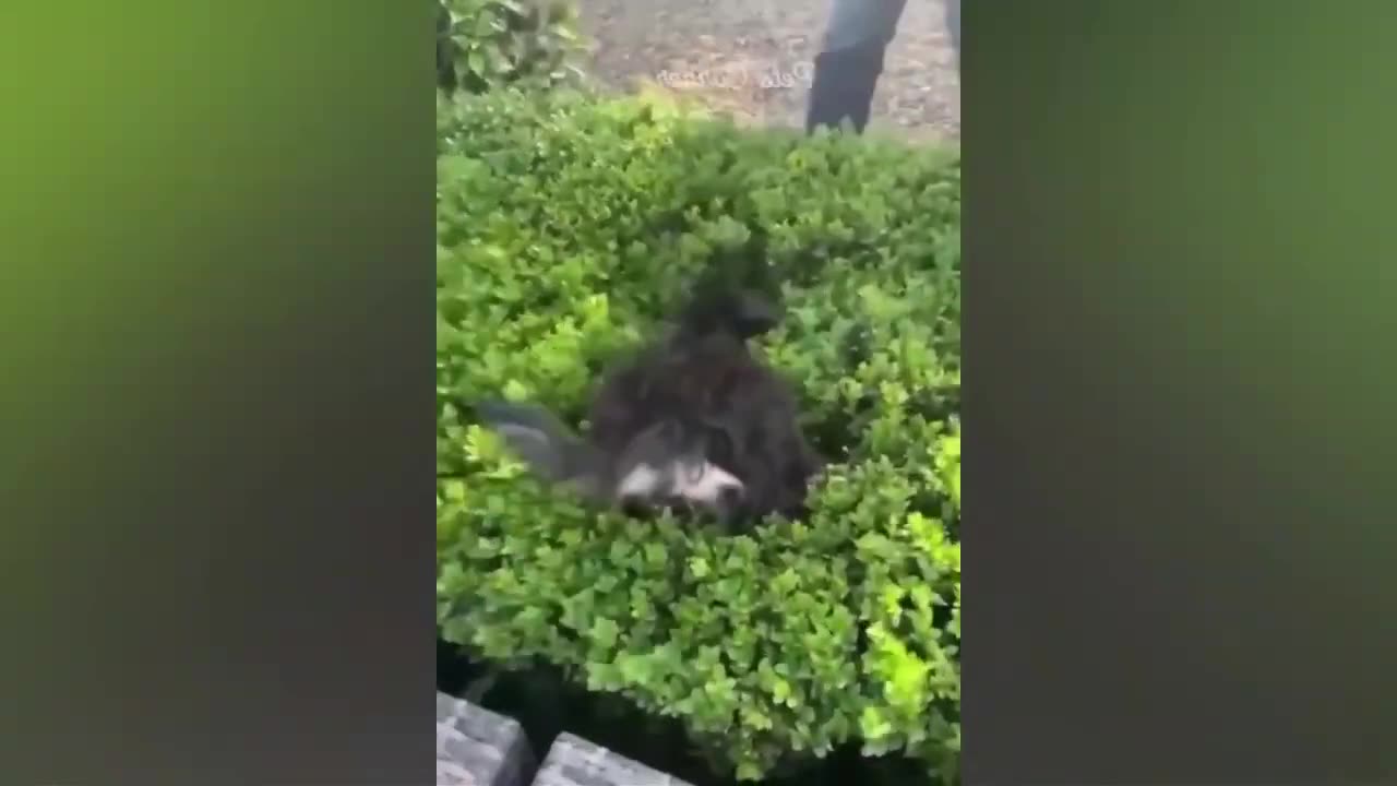 Animal funny video cats and dogs funny video