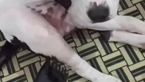 Angry dog viral short reel husky comedy😂