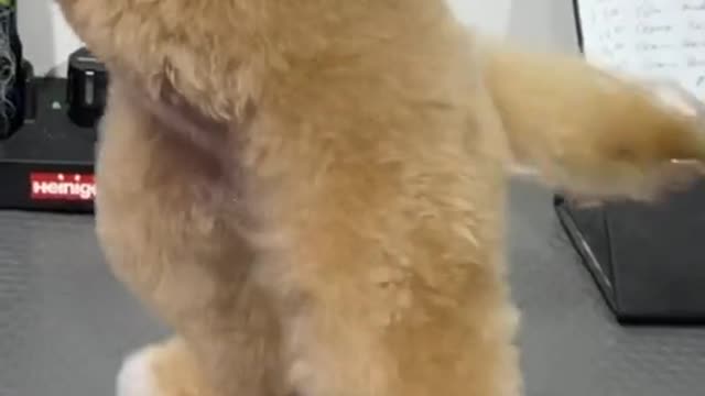 #pets #petlover #dog#doglover #cutebaby #cute #animals #lovely