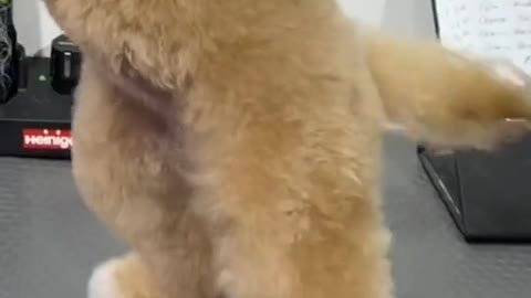 #pets #petlover #dog#doglover #cutebaby #cute #animals #lovely