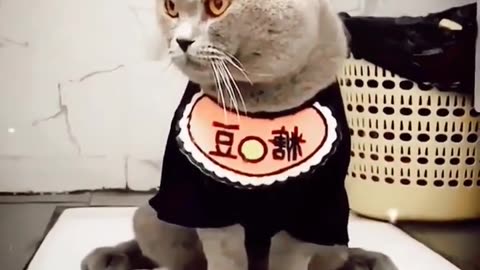 Cute cat funny reaction