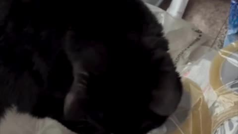 Cute Precious Piper Checks Out the Supply of Tape - Adopting a Cat from a Shelter Vlog #shorts