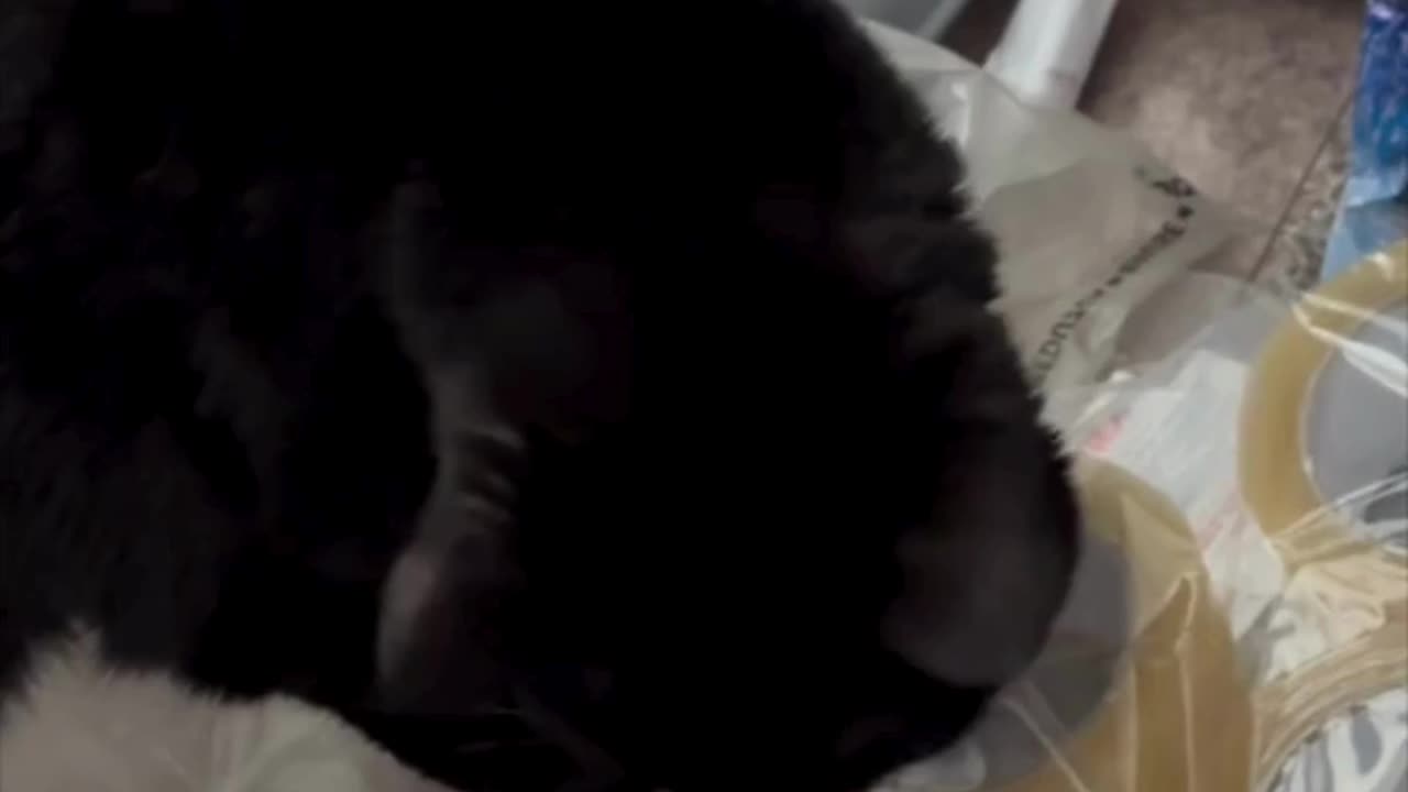 Cute Precious Piper Checks Out the Supply of Tape - Adopting a Cat from a Shelter Vlog #shorts