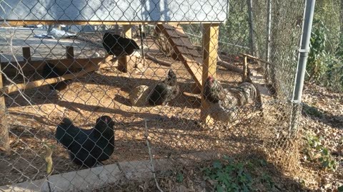 30 seconds of chickens, 1 year-old