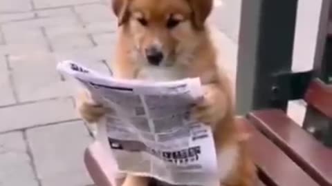 Funny videos