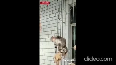 Cat precariously balanced on the door and then some