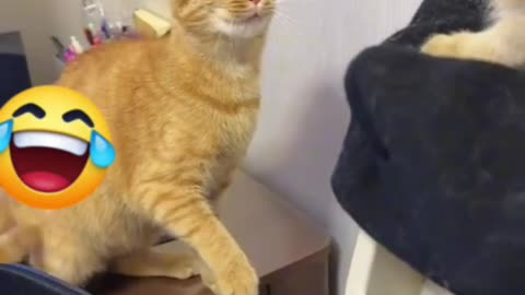 Cat slaps a cat and it starts moewing LOL