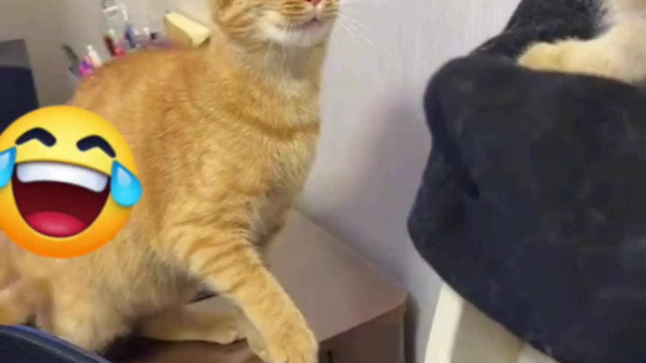 Cat slaps a cat and it starts moewing LOL
