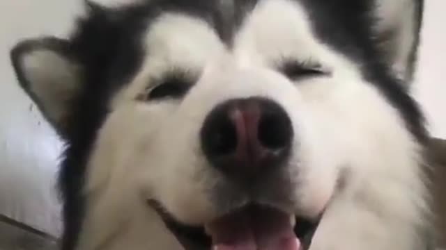 Most young lovers in love like to keep dogs
