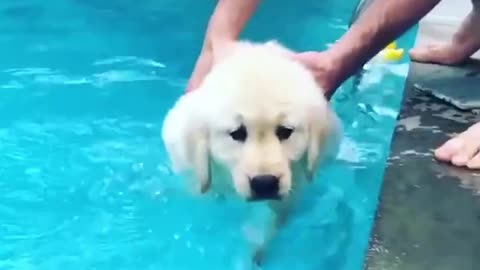 I want one so cute!