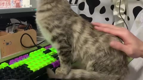 How cats reject humans!!