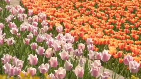 To be a romantic person, from sending flowers to yourself gradually