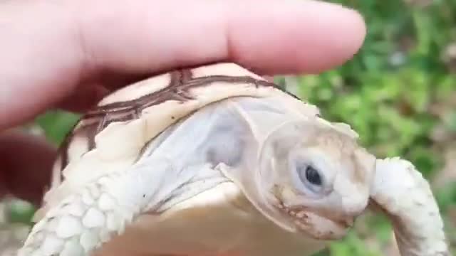 Cute Babies and Tortoise become friends - Funny Babies and Pets Compilation