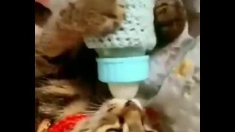 🐱🐱🐱 cute cat videos 😅😃😃😄😂😜🤣🙂😌😶 funny video 🤣 😂 😄 😅 😃 🤔