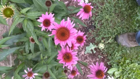 Purple Coneflowers