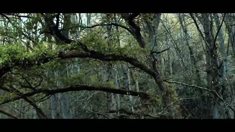 The Forest _ Cinematic Drone Footage_1