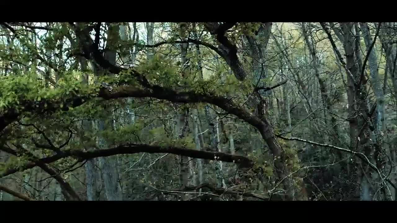 The Forest _ Cinematic Drone Footage_1