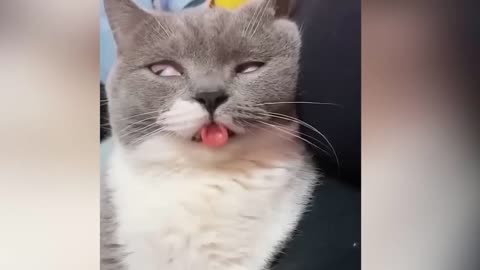 Funniest Animals 2023 😂 Funny Cats and Dogs 🐱🐶 | Funny Animal Videos
