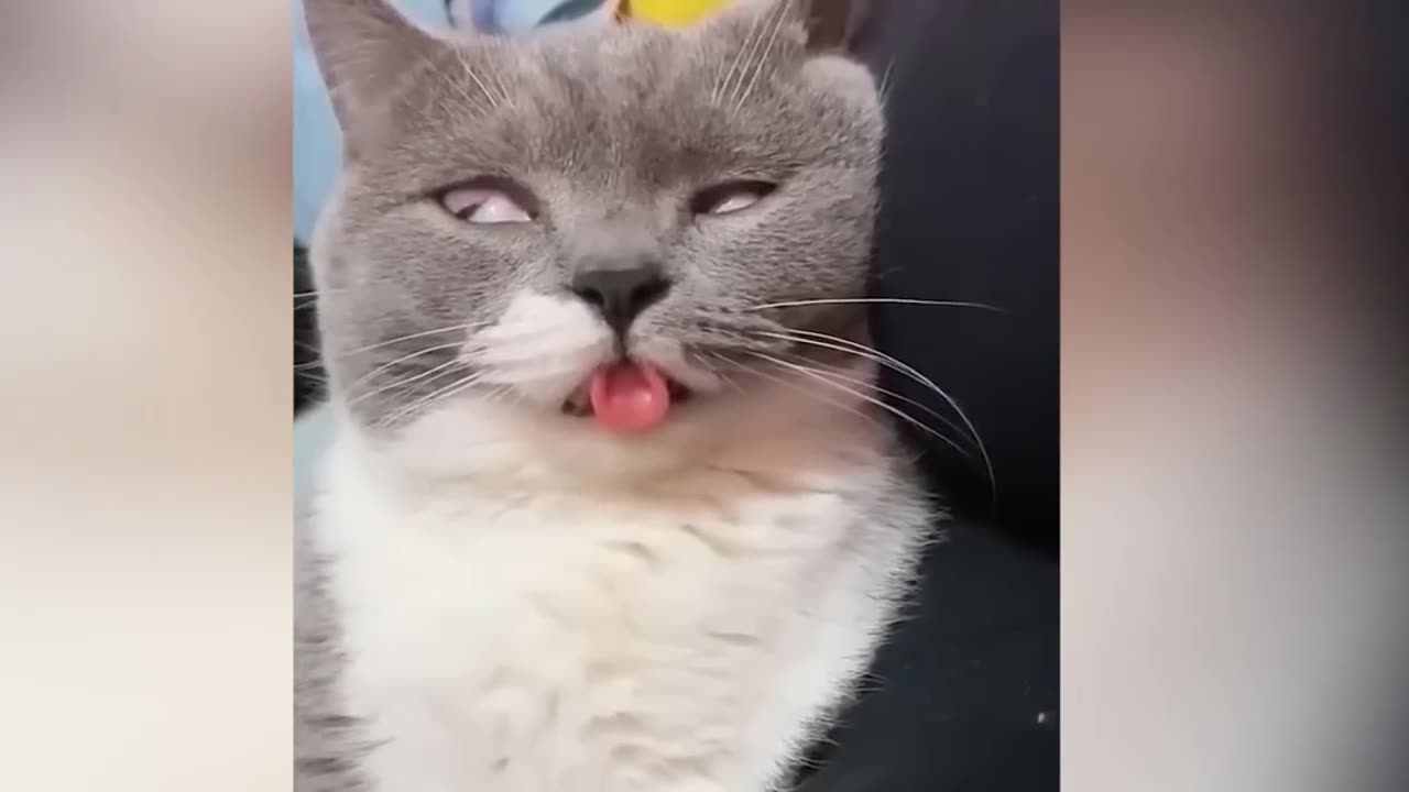 Funniest Animals 2023 😂 Funny Cats and Dogs 🐱🐶 | Funny Animal Videos