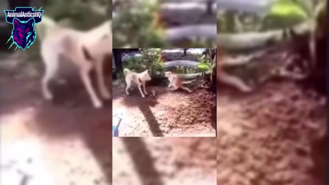 Animal Antics: The Comedy Series #4 #AnimalAnticsHQ