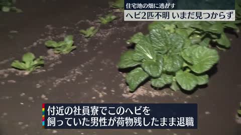 【ヘビ不明】栃木・小山市で“ボールニシキヘビ”2匹が不明に 飼っていた男性が寮に荷物残し退職…同僚の1人が畑に逃がす