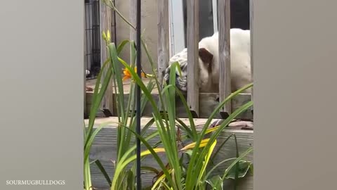 Very Entertaining Canine Recordings! 🤣 Interesting Creatures recordings 2024