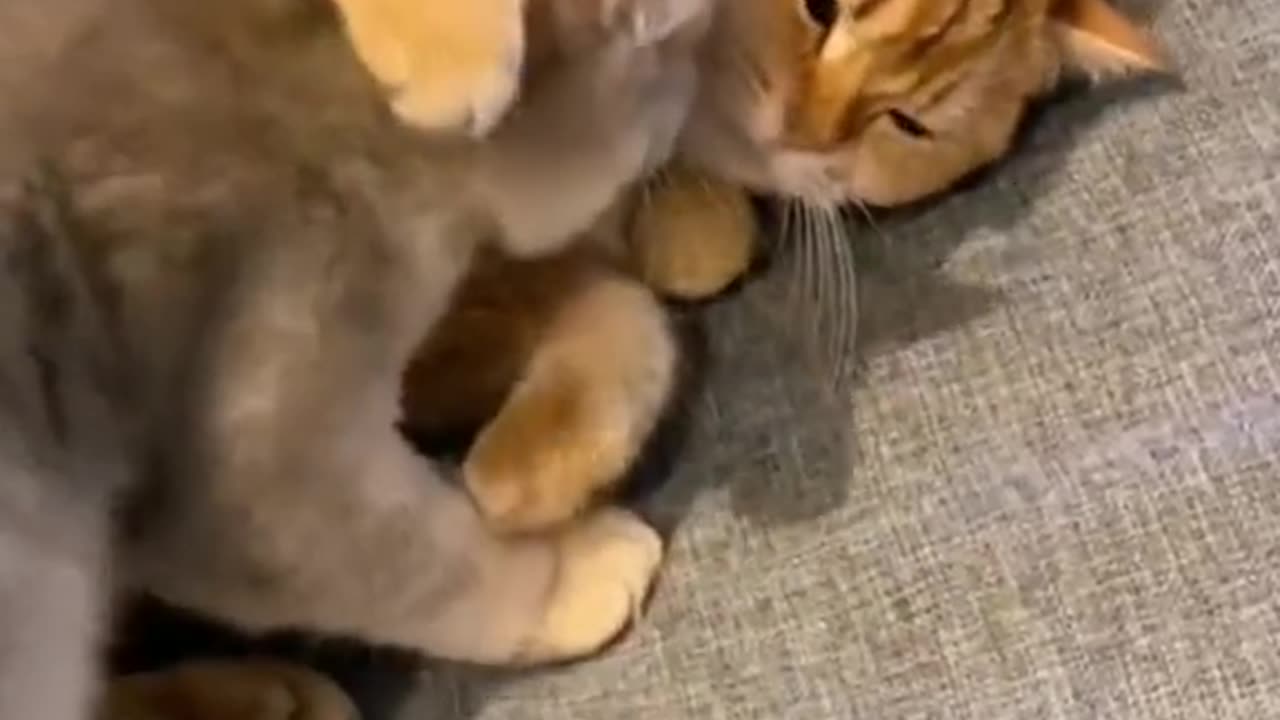 Funny animals