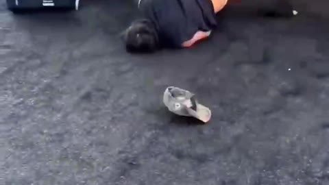 stupid tiktok around the world