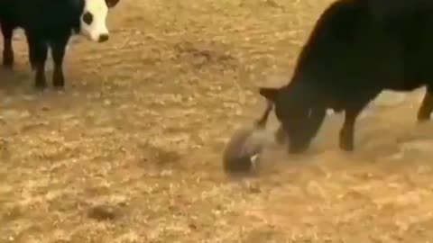 brave heart