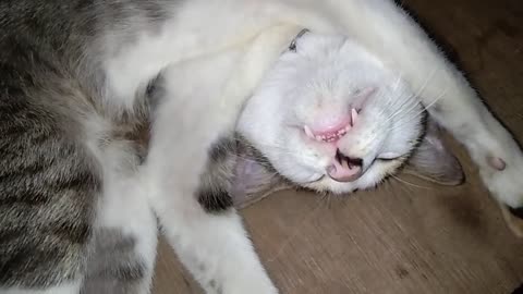 Funny cat