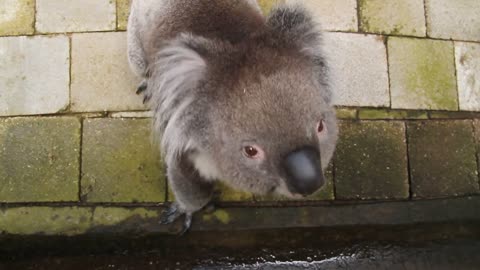 Curious Koala Bear lovely