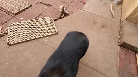 Food Aggression in Dogs & Wolfdogs - How I Get Rid of it~10