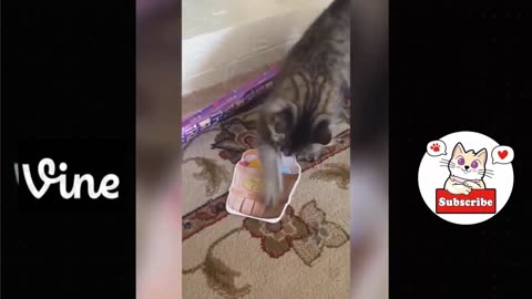 Best Funny Animal Videos Of The 2023 🤣 - Funniest Cats And Dogs Videos 😺😍😂🐶 Funny cat & dog videos 😍