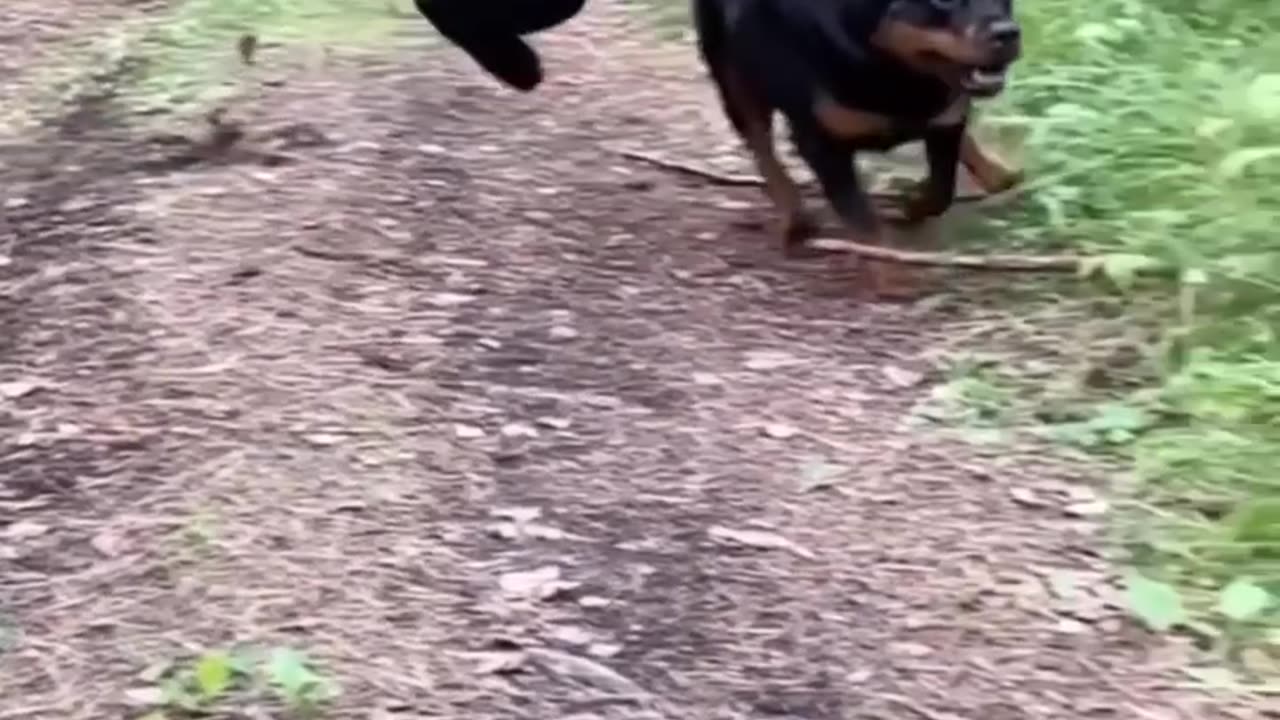 Fastes animals