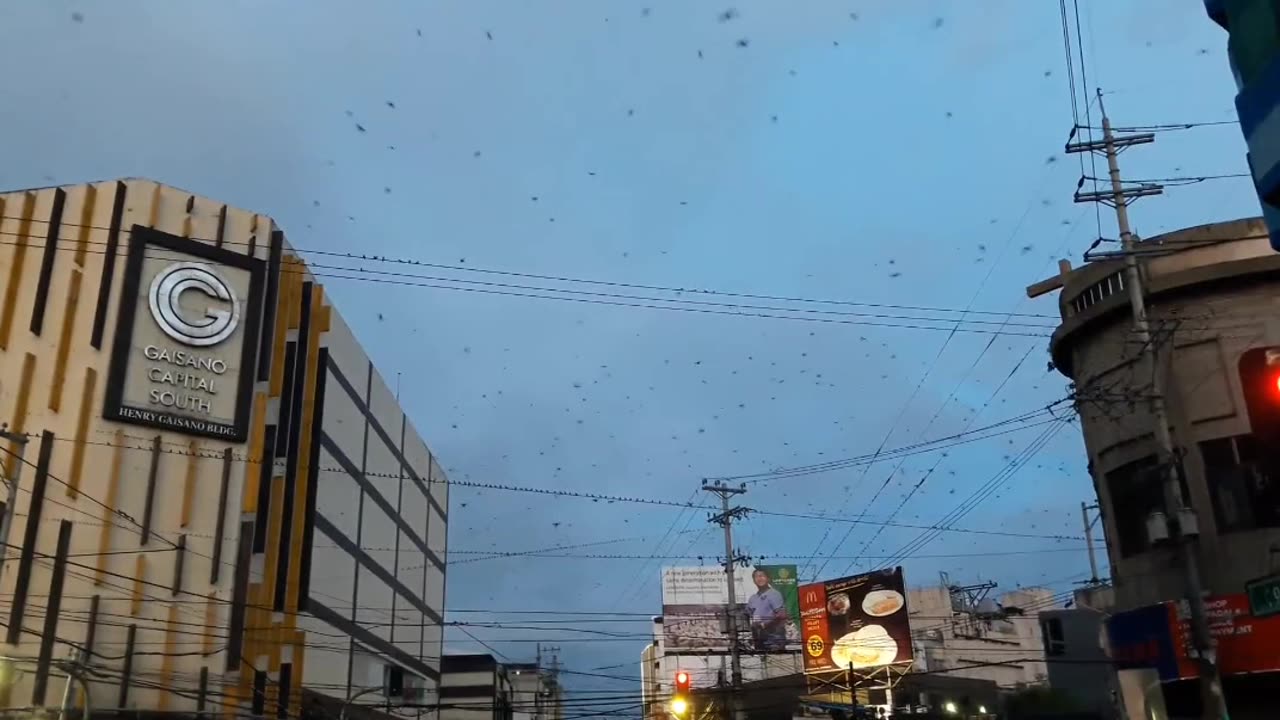 Birds in the city