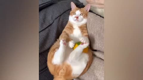 The most funny animals play with dogs and cats 2021 No #20